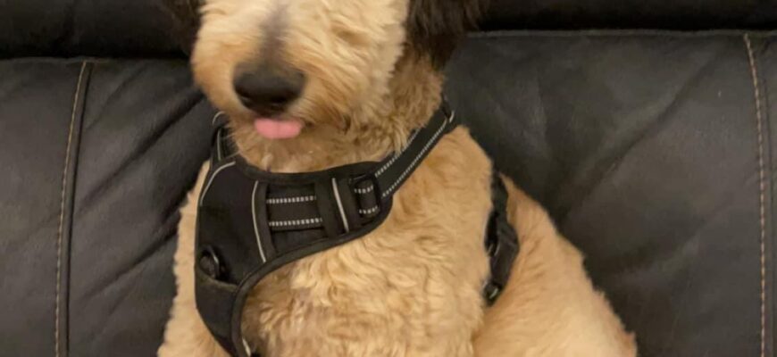 Cooper the Doodle