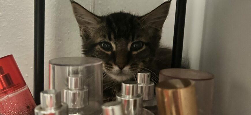 Baby Kitten Slick is looking for his/her forever home!