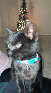 Need a home for Sweet Drako