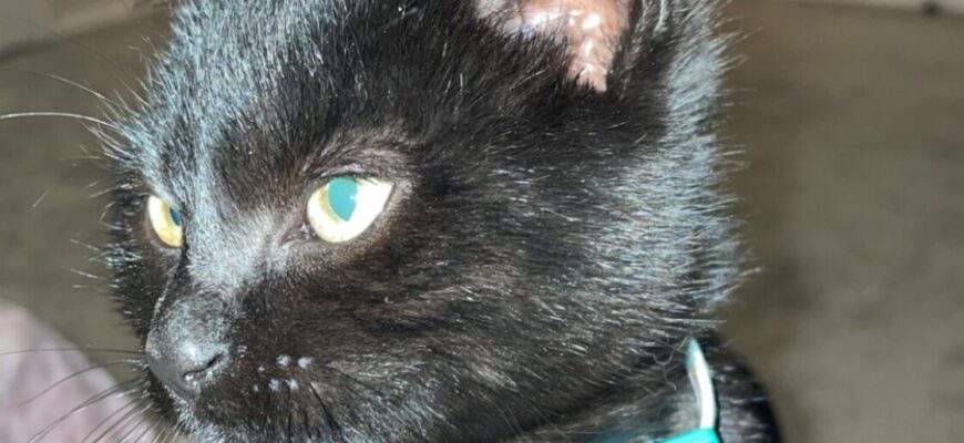 Need a home for Sweet Drako