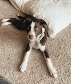 Loving 1 year old who’s needs a loving energetic home.