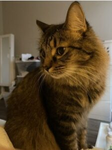 Sweet cat with a dog soul open for adoption!