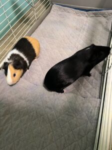 2 Male Guinea Pigs
