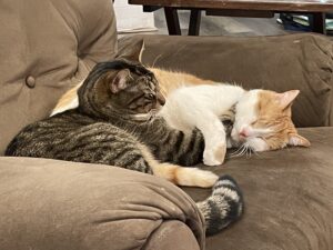 2 male cats are in need of a loving home!