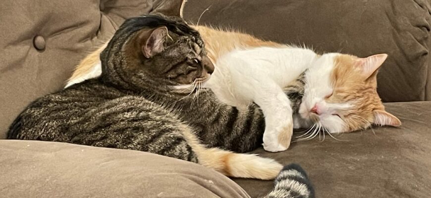 2 male cats are in need of a loving home!