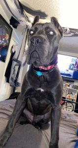 Baloo the "Bear"