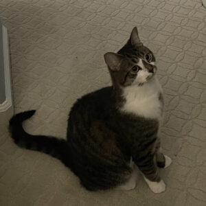 A cute cat needs a new home!