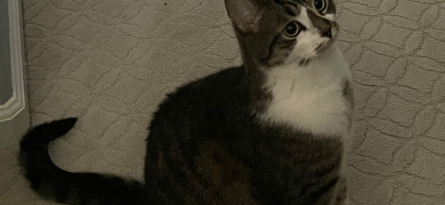 A cute cat needs a new home!