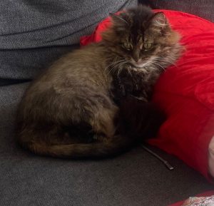 Sweet kitty needs new home for her own peace of mind.