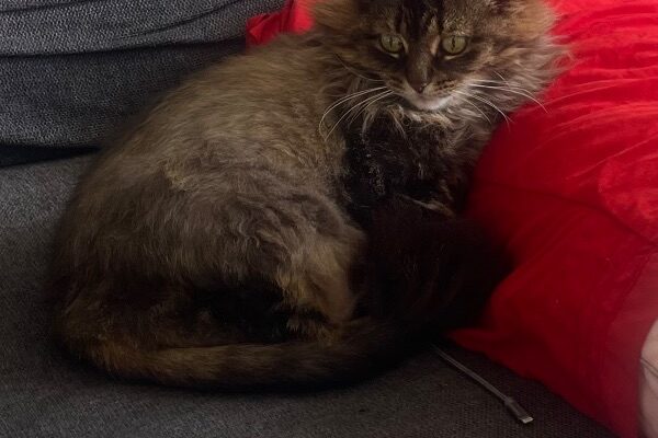 Sweet kitty needs new home for her own peace of mind.