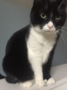Sweet Tuxedo Cat Looking for Forever Home