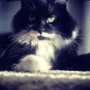 Tuxedo Man