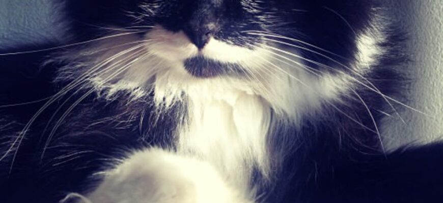 Tuxedo Man