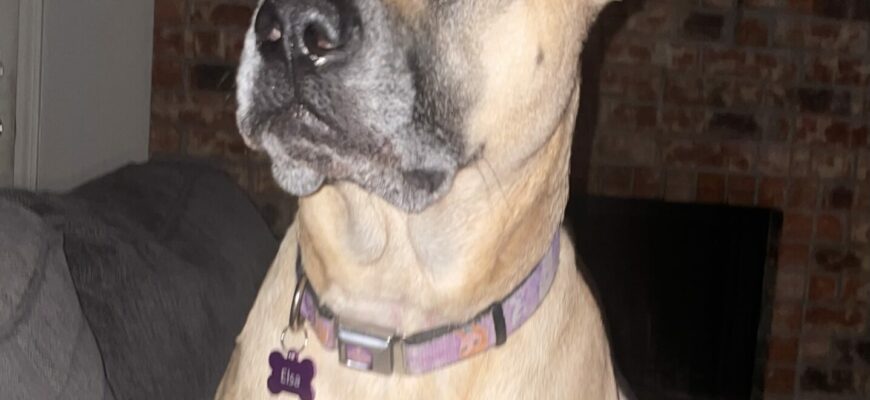 Please Help Rehome Elsa