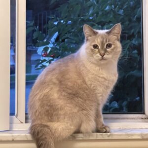 The kitten needs a new home!