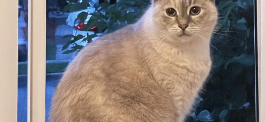 The kitten needs a new home!