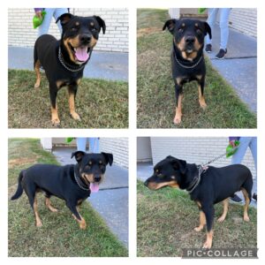 Bear is a loving boy who is ready to please!
