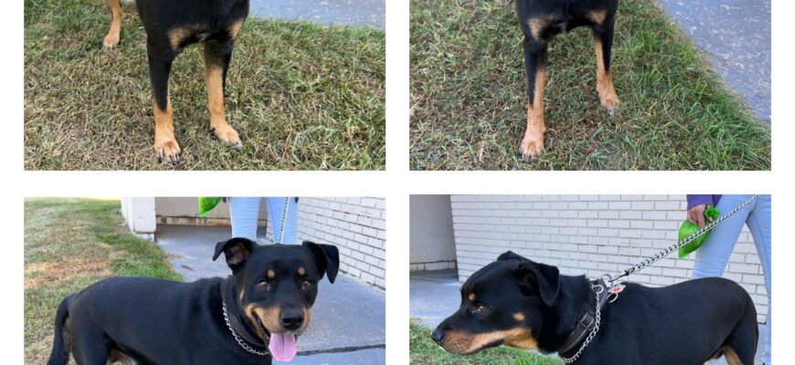 Bear is a loving boy who is ready to please!