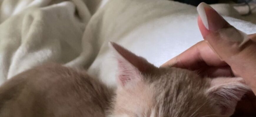 Nugget Needs a Home