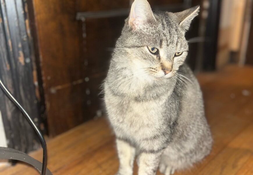 Oatmeal cat online