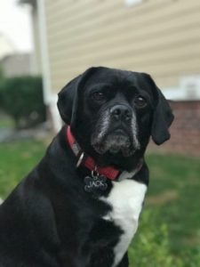 Jack the Puggle