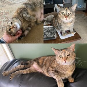 Gertie the Sweetheart