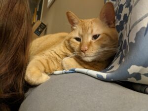 Sweet Orange Boy Needs A New Home