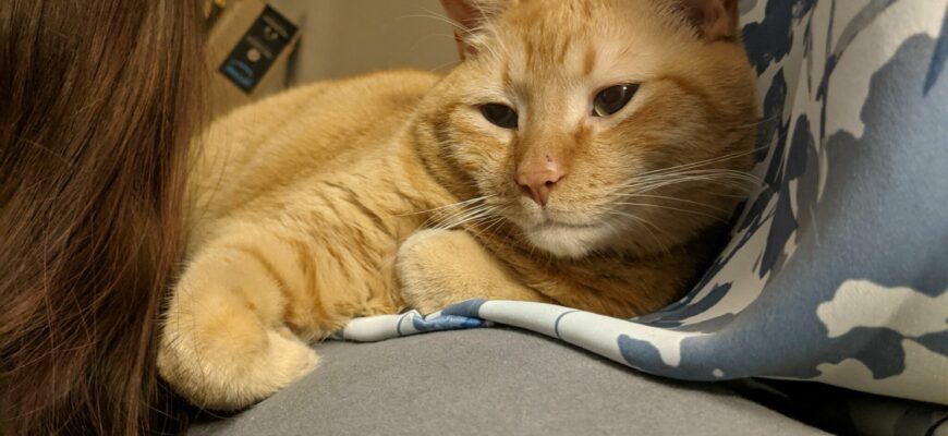 Sweet Orange Boy Needs A New Home