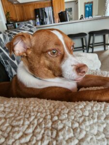 Give this beautiful boy a forever home.
