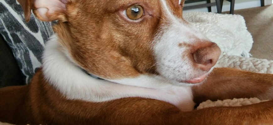 Give this beautiful boy a forever home.