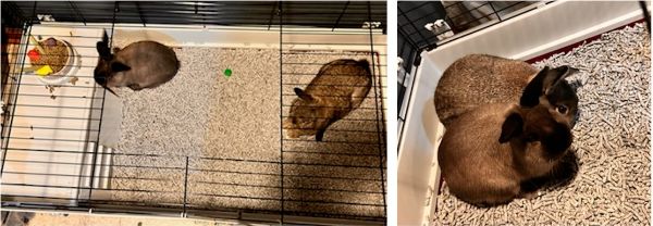 Cute, Cuddly Rabbits
