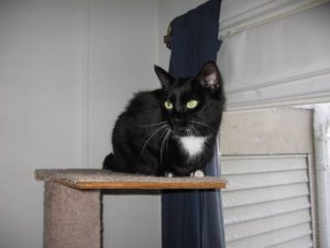 Affectionate Indoor/Outdoor Cat