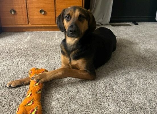 Playful, fun dog needing an active or attentive house!