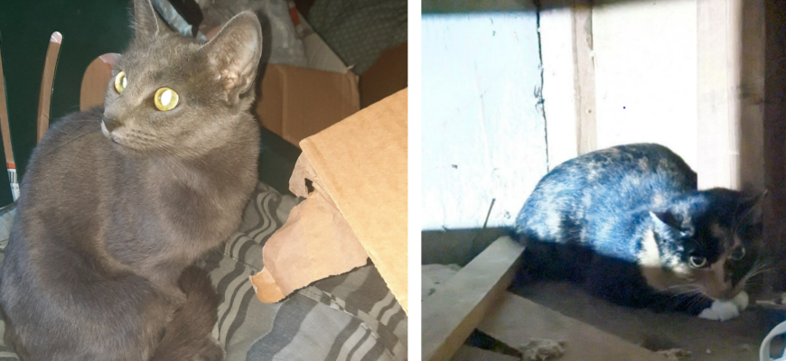 Abandoned Kitties Need a Home
