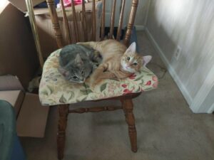 Forsaken Kittens in Need of a Good Home