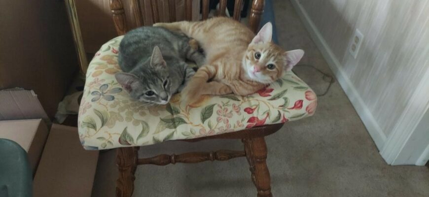 Forsaken Kittens in Need of a Good Home