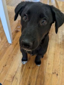 Loki is looking for an active owner!