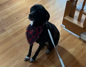 Sweet Luna needs a home!