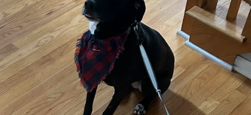 Sweet Luna needs a home!