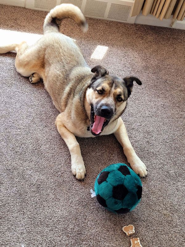 Sweet, Active Dog