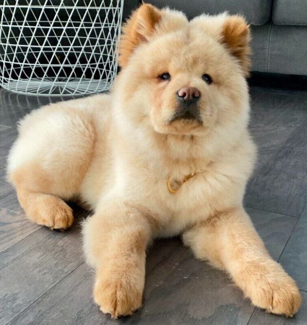 7-Month-Old Chow Chow Puppy
