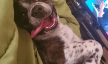 Sweet but anxious and reactive dog needs a very loving home