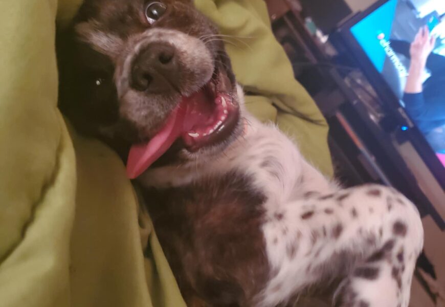 Sweet but anxious and reactive dog needs a very loving home