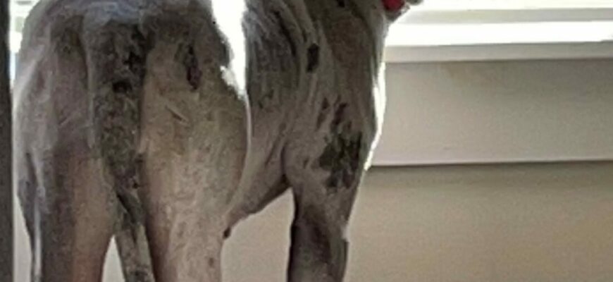 Miley the Catahoula