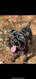 Milo- 6-Year-Old Mini Schnauzer