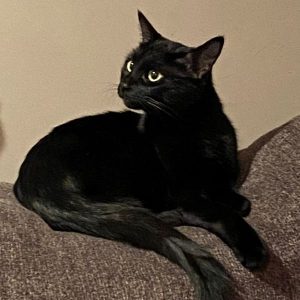 Spunky, 3 y/o, Girl Kitty Who Needs a Single-Pet Forever Home