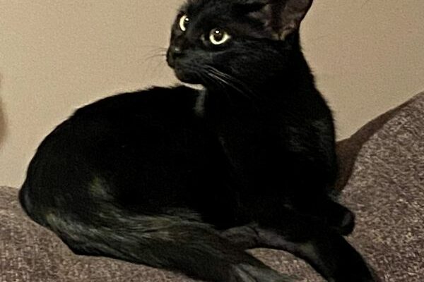 Spunky, 3 y/o, Girl Kitty Who Needs a Single-Pet Forever Home