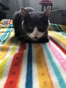 Small and Friendly Cat