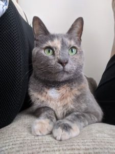 Seeking Quiet Home Without Children or Other Pets