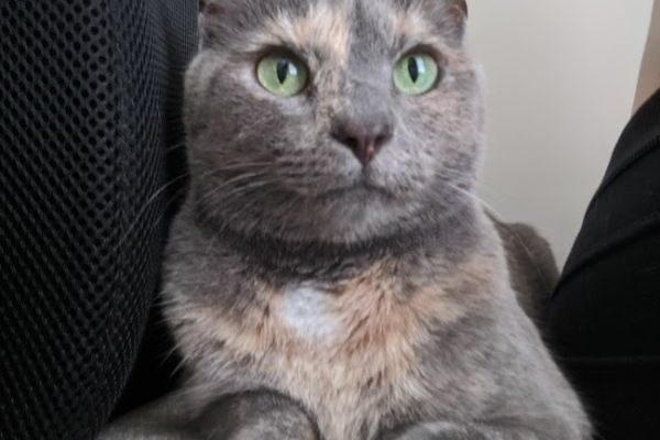 Seeking Quiet Home Without Children or Other Pets